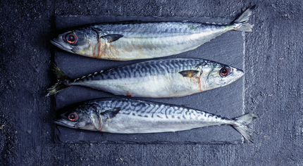 Narcisistic Fish 430 X 236